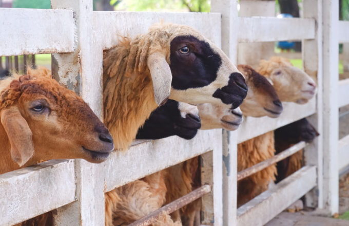 sheep for a dam penalty for hajj pilgrim