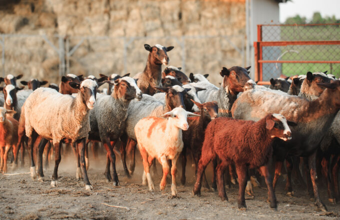 sheep for qurbani performed by proxy badal provider